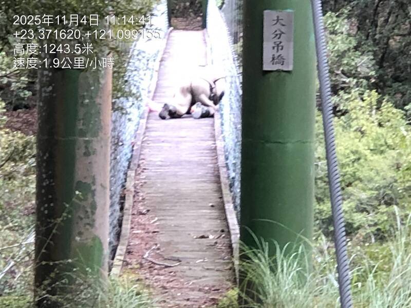 玉山國家管理處的巡查員經過大分吊橋時遭虎頭蜂螫傷。 圖：玉管處／提供