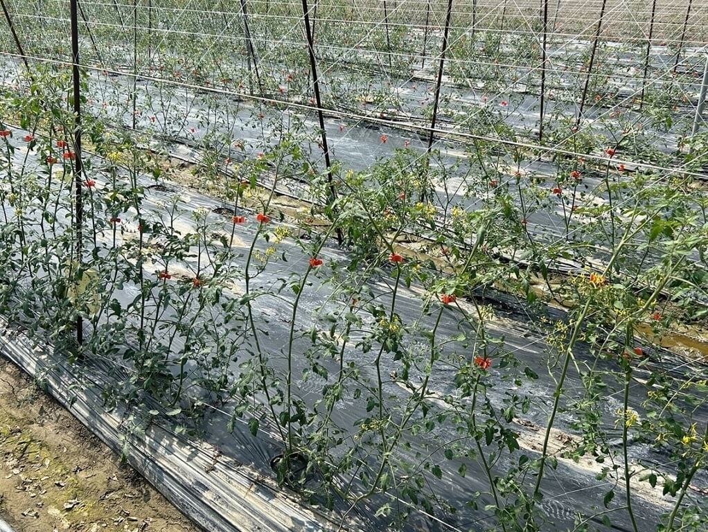 颱風鳳凰海警預計10日午後發布，高雄區農業改良場表示，小果番茄進入結果期，農友應強化植株固定與排水管理，避免強風豪雨造成損傷。（高雄區農業改良場提供）中央社記者黃郁菁傳真　114年11月9日