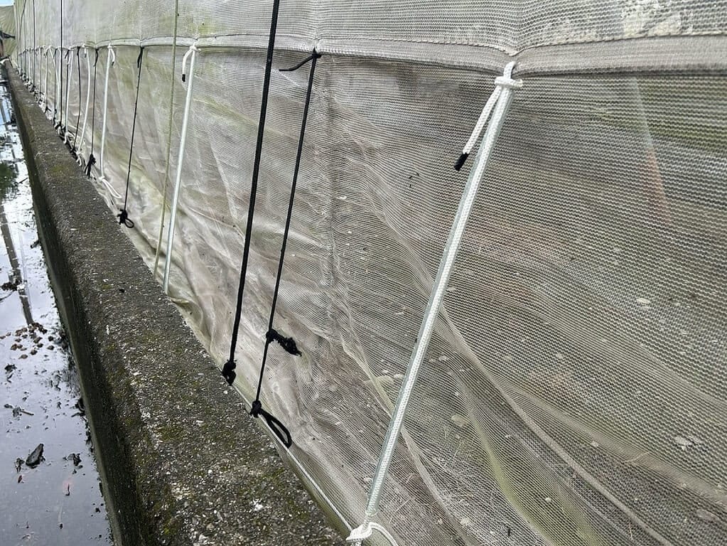 颱風鳳凰目前強度達中颱上限，預計11日北轉、往東北方向移動接近台灣。高雄區農業改良場呼籲農友加強防颱措施，網室設施應加強固定，避免瞬間強風毀損防蟲網。（高雄區農業改良場提供）中央社記者黃郁菁傳真　114年11月9日