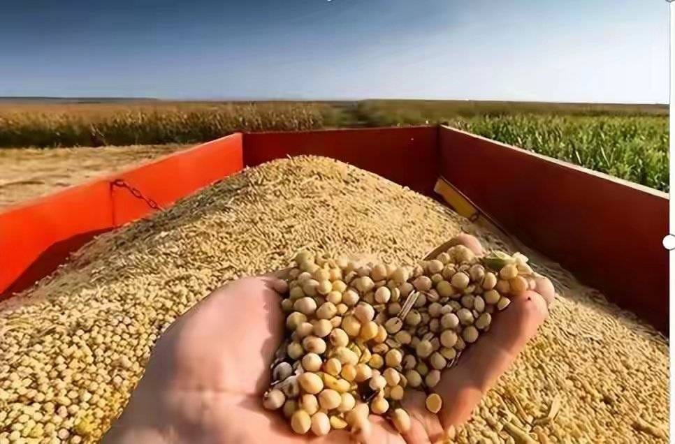 中國已下調美國黃豆進口關稅，並撤銷對包括 CHS 在內三家美國出口商的進口禁令。 圖：翻攝自Ｘ／@Snofy8
