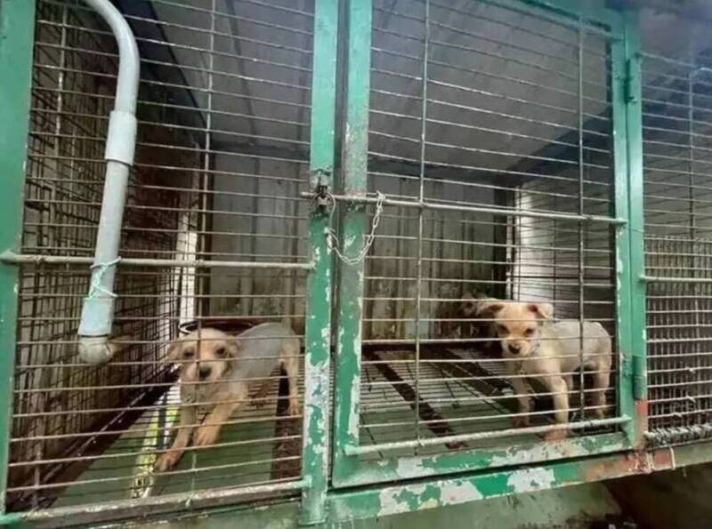苗栗公館鄉的「人人犬舍」日前遭揭惡劣割聲帶繁殖。 圖：苗栗縣政府/提供(資料照)