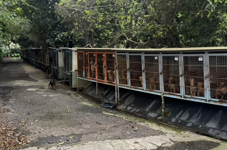 苗栗人人犬舍爆犬隻被剪除聲帶及不當繁殖，縣府將273隻犬隻沒入。 圖：新竹縣流浪動物珍愛協會/提供(資料照)
