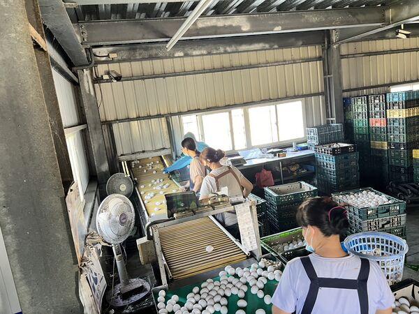 彰化文雅畜牧場雞蛋芬普尼代謝物超標，移動管制期間仍持續出貨，彰檢今日二度約詢。 圖：彰化縣政府提供