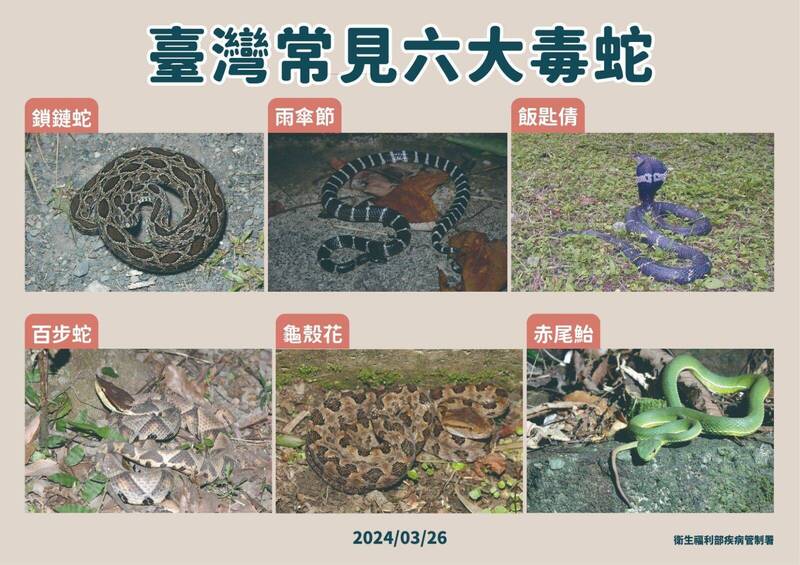 暖冬使蛇類更常在戶外活動，麻豆新樓醫院急診科醫師施信安表示，近期因誤踩或接近毒蛇而到急診求治的案例已有明顯增加。 圖：疾管署／提供