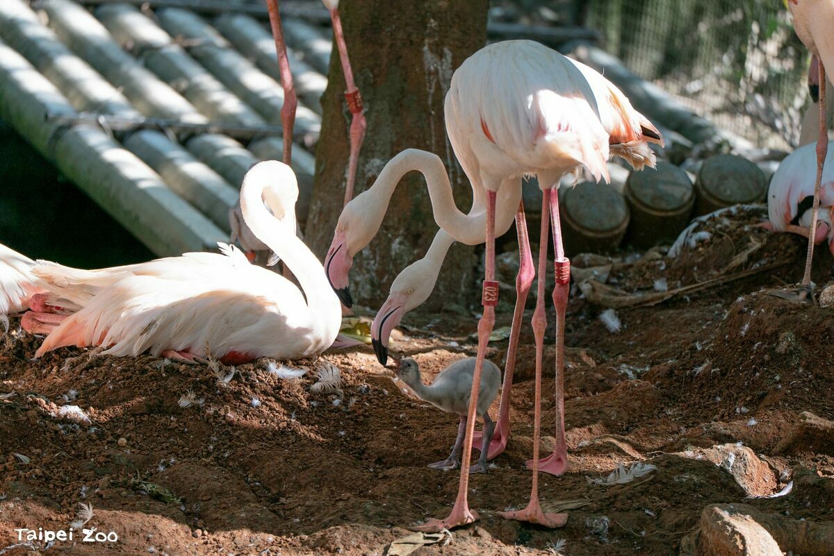 動物園的鳥園水禽區在2025年一口氣迎來6隻可愛的大紅鶴寶寶。 圖：台北市立動物園／提供