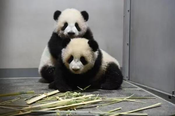 東京上野動物園的貓熊「曉曉」與「蕾蕾」。 圖：翻攝自Ｘ／@xiaofei94853217