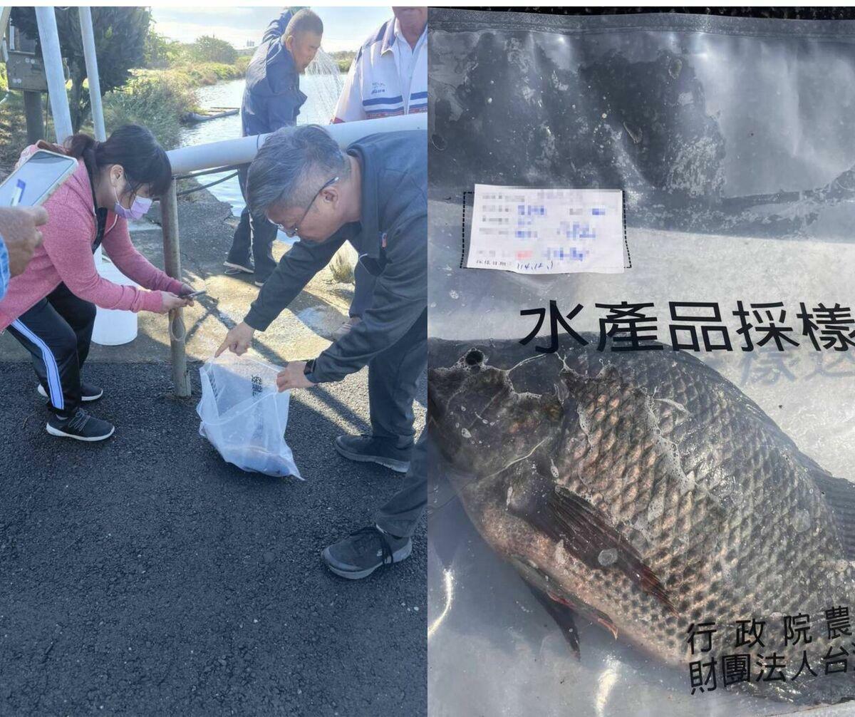 全聯台灣鯛檢出禁藥，雲林縣府火速稽查產地並管制兩萬尾魚貨。 圖：雲林縣府／提供