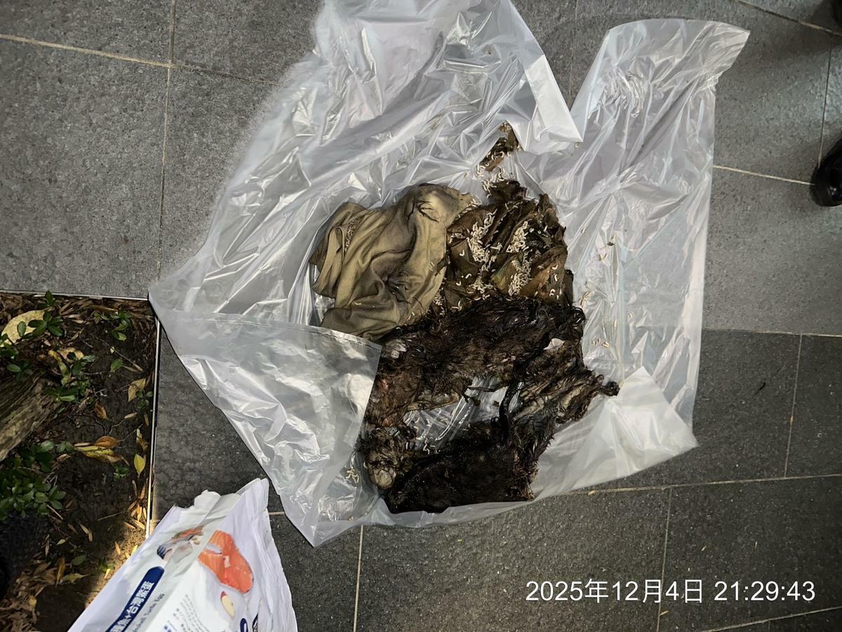 動保處於六張犁派出所帶回2具貓屍，均已腐敗逾2個月、長滿蛆蟲。 圖：台北市動物保護處/提供
