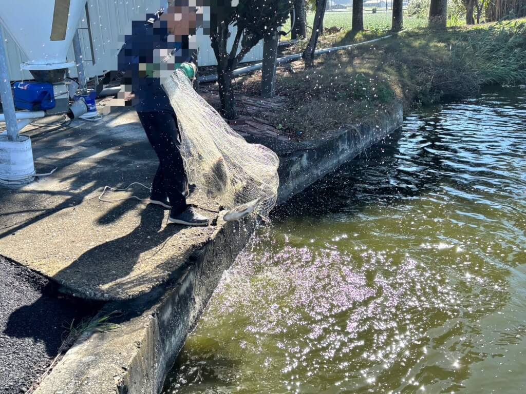 高雄衛生局烏龍檢驗釀千萬財損，口湖合作社複驗還清白擬向市府求償。（圖為雲林縣府相關單位於1日親赴養殖池執行抽驗作業） 圖：雲林縣政府／提供