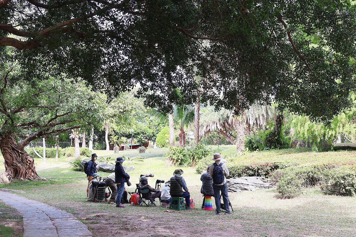 黃眉鵐在位於市中心的科博館戶外草坪現蹤，吸引大批鳥友朝聖。 圖：國立自然科學博物館／提供