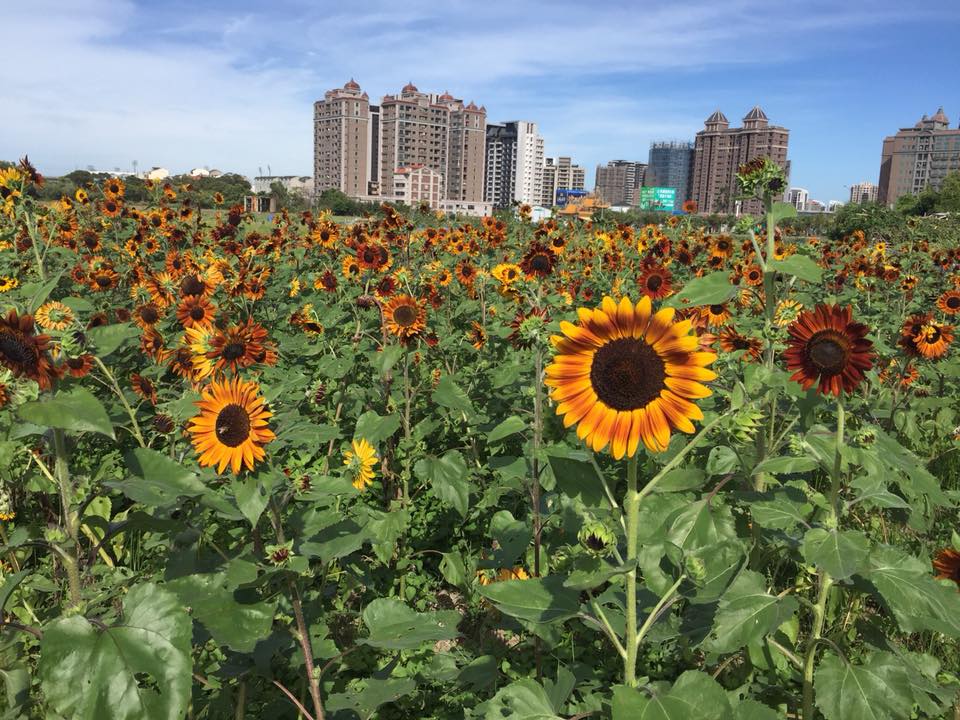 即將在兩周後登場的2017桃園花彩節，有些花兒趕在卡努颱風雨豪雨前，隨著秋日暖陽，悄悄盛開，當然也因這波豪大雨，雨打落花，向日葵花所剩無幾，刻正精蓄銳，等待兩周後，迎秋陽盛開。 圖:桃園市府提供