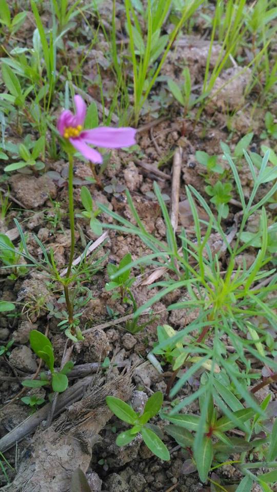 2017桃園花彩節楊梅場區在9月28日即開出第一朵波斯菊 圖:桃園市府提供