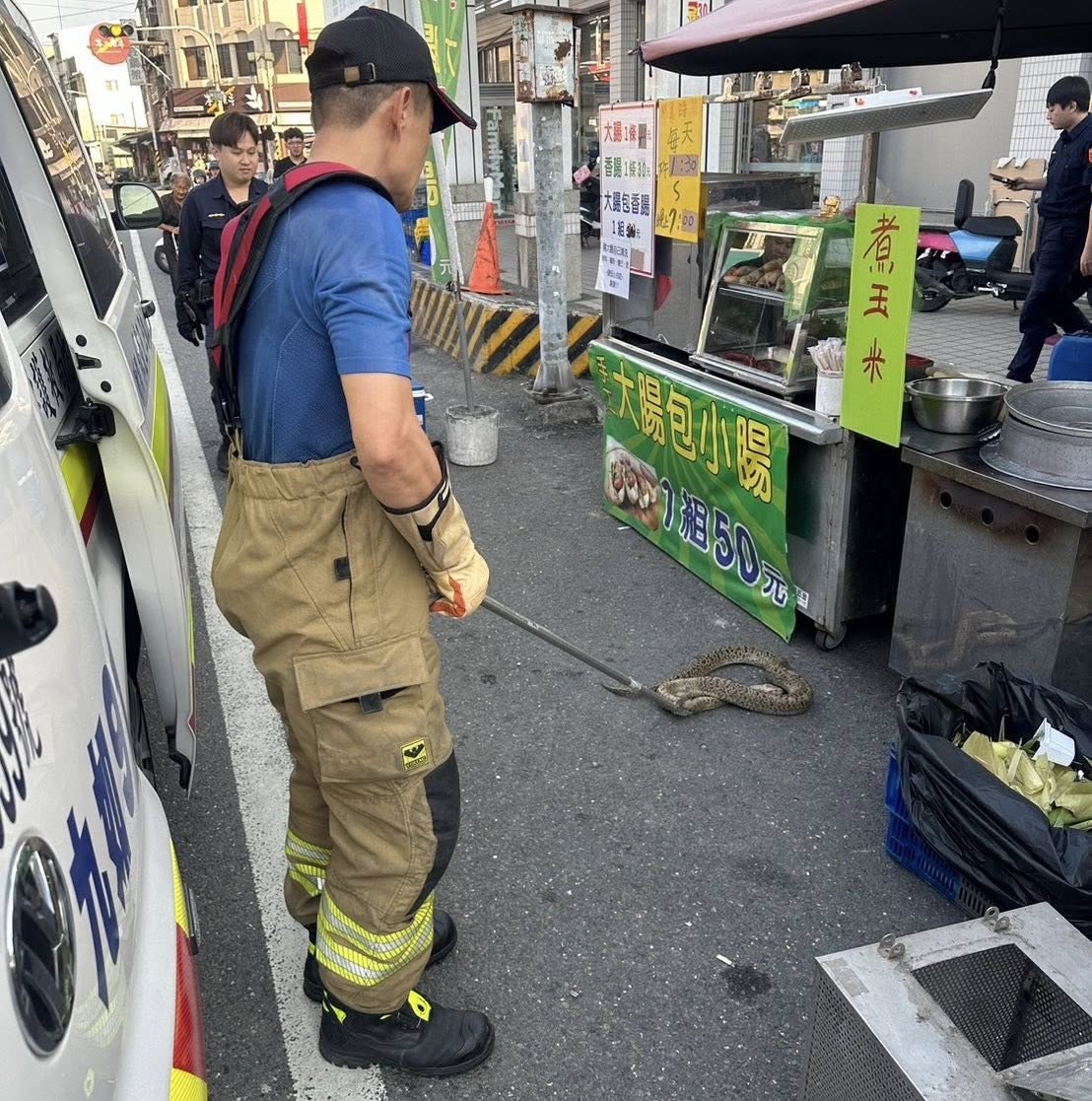 現場消防人員以捕蛇夾捕捉蟒蛇。 圖：消防局提供