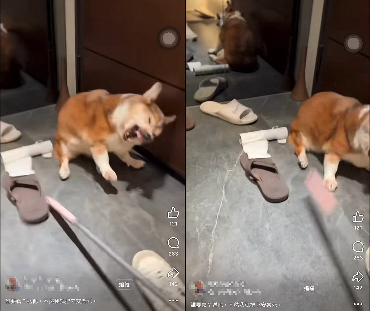 柯基遭飼主不當對待，引起眾怒。 圖：翻攝自Threads