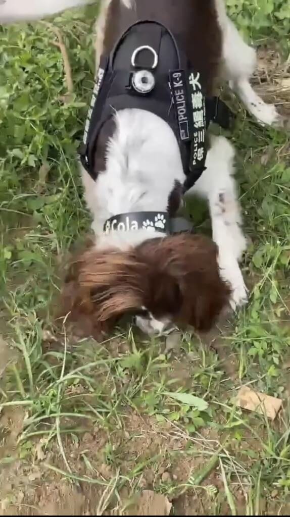 高雄警方查獲某販毒集團利用將毒品埋在偏僻公園，並傳送經緯度給買家方法交貨。警方逮捕埋毒陳姓犯嫌，並出動緝毒犬「可樂」協助挖出192顆大麻菸彈。（高雄市刑大提供）中央社記者洪學廣傳真　114年12月12日