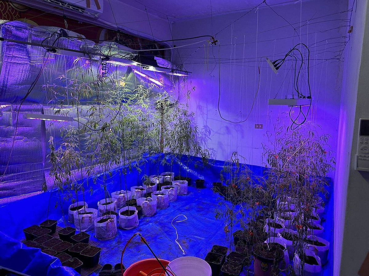 男子積欠百萬債務，又誤信債主靠大麻抵債、翻身等話術，在租屋處打造小型栽培場。 圖：警方提供