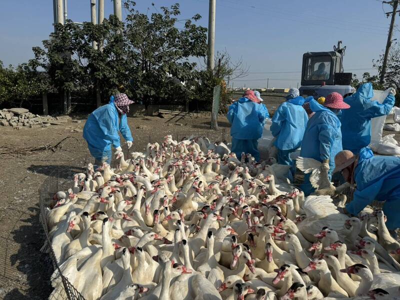 雲林鴨場確診H5N1撲殺五千隻，防檢署籲嚴防候鳥，隱匿疫情最高罰百萬。 圖：防檢署／提供