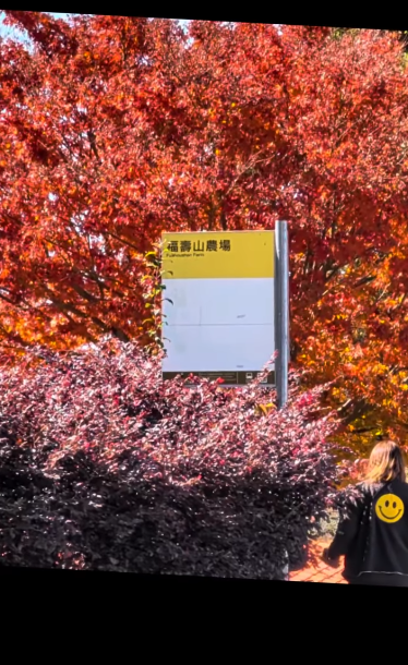 今(16)日福壽山農場的小編PO了一則「最美公車站牌」的影片，寫著福壽山農場的公車站牌被枝枒茂密的楓樹包圍。 圖：取自大家好哇係福編臉書