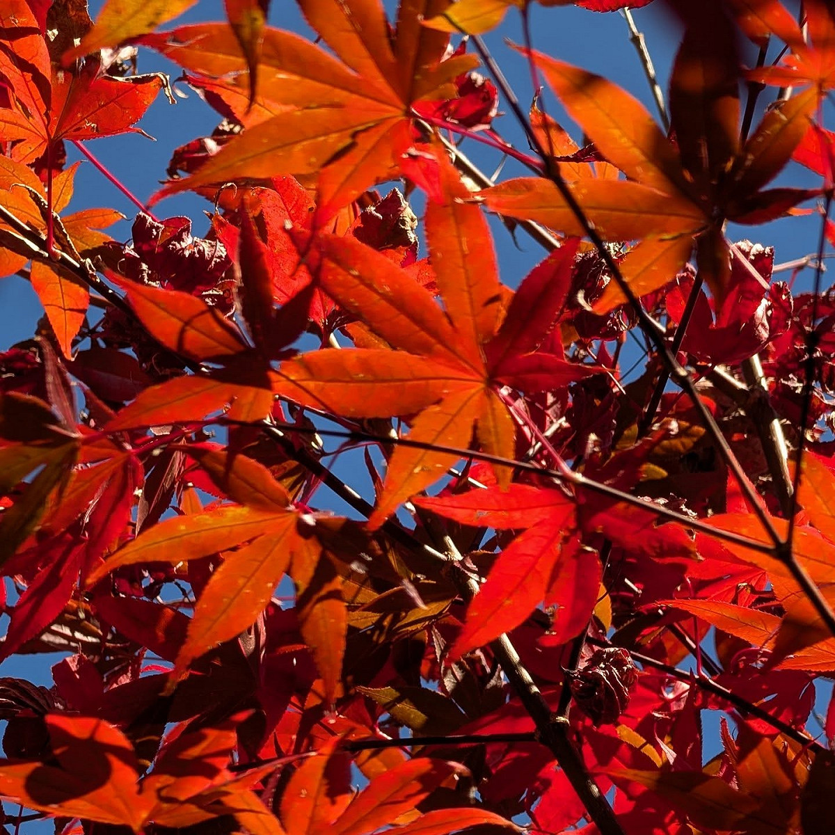 今年10月底開始，福壽山農場染上秋色。 圖：取自福壽山農場臉書