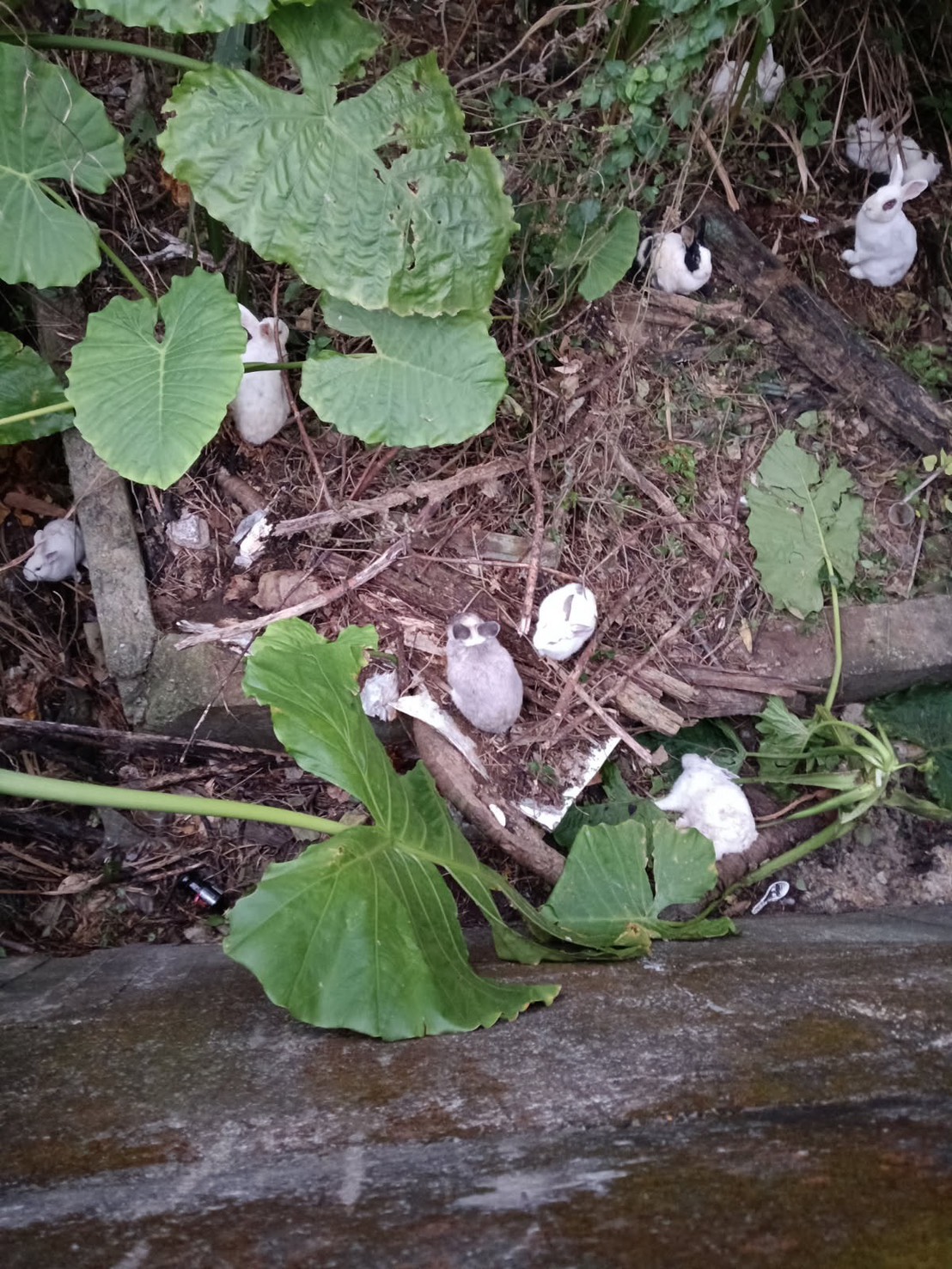 新竹縣芎林鄉一帶出現大量兔子四處亂竄，民眾通報救援。 圖：取自新竹縣流浪動物珍愛協會臉書