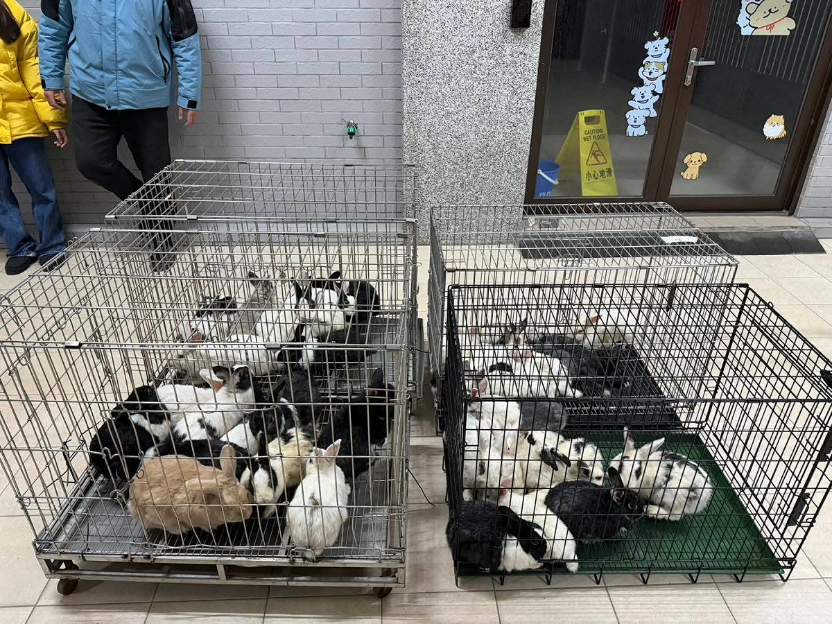 相關單位歷時約兩小時，救援46隻兔隻。 圖：取自朱健銘臉書