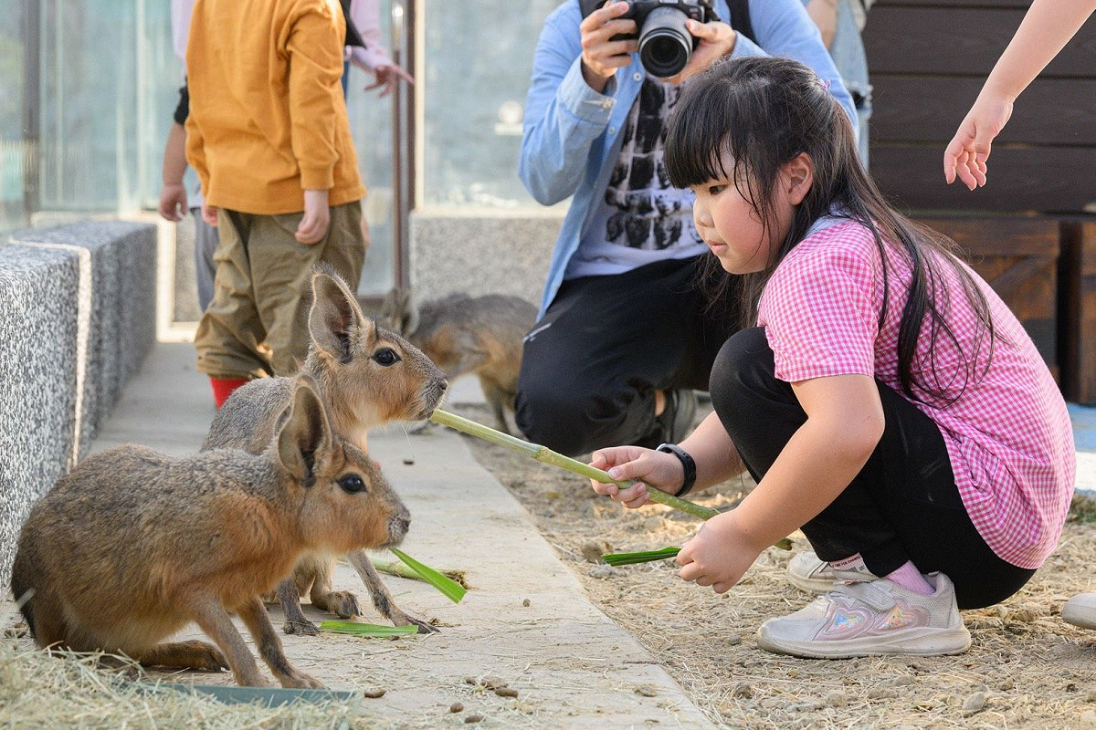 小朋友在園區餵食可愛動物。 圖：高雄市觀光局/提供