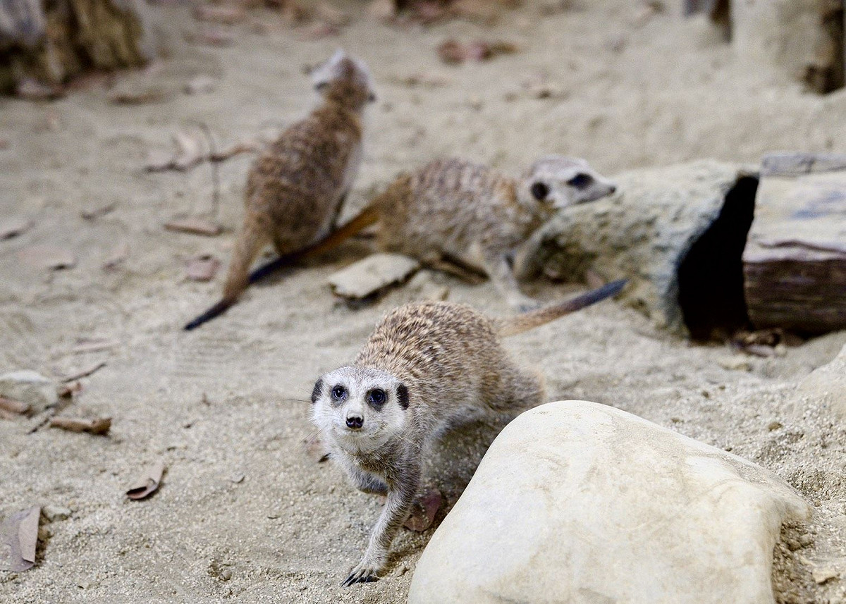 狐獴在「野森動物學校」探索環境。 圖：高雄市觀光局/提供