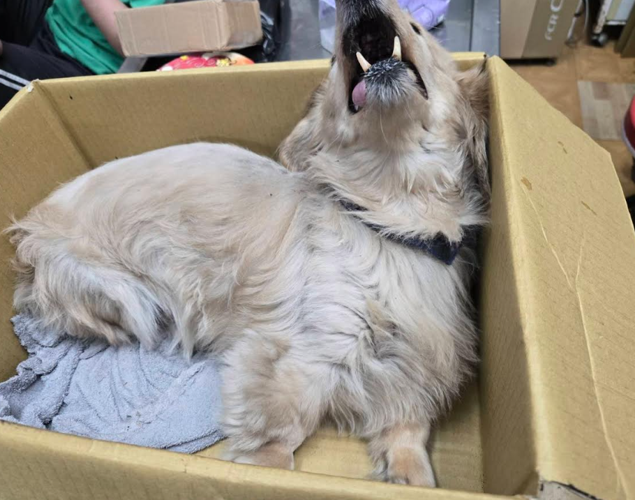 臘腸犬因為疼痛而哀嚎。 圖：新北市政府動物保護防疫處/提供