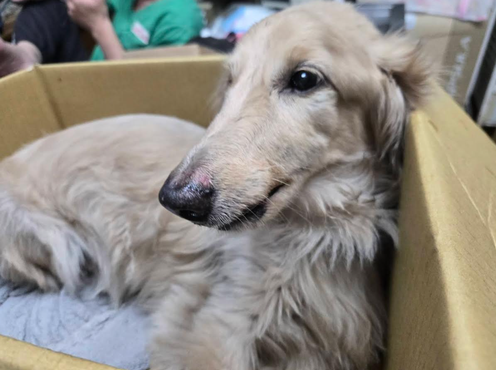 犬隻從高處墜落導致骨盆骨折，傷勢嚴重。 圖：新北市政府動物保護防疫處/提供