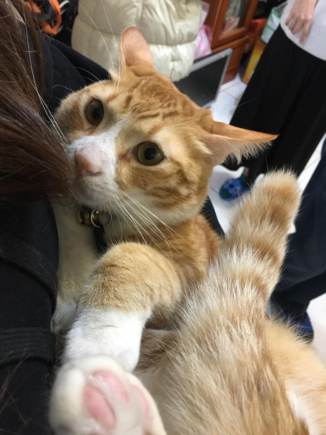 只要飼主設籍或居住於台北市，並為家中毛孩投保寵物保險，就能向台北市動保處申請最高3000元補助。 圖：民眾／提供