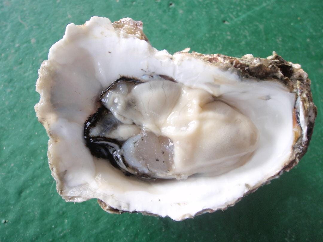 高雄女盤商將進口越南牡蠣偽造成台灣產。 圖：取自農業部