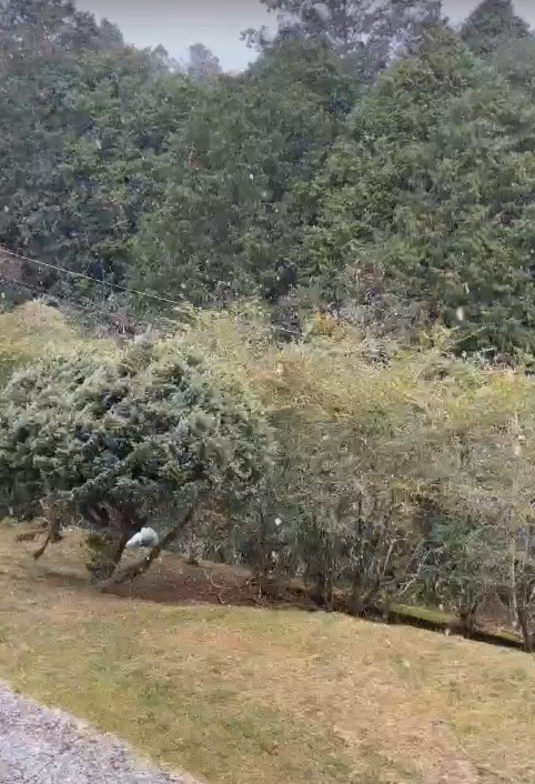 今(8)日上午嘉義縣阿里山也出現短暫降雪。 圖：中央氣象署/提供