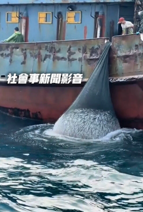 網路流傳中國籍漁船於苗栗外海越界，將大批漁獲捕走。 圖：翻攝自社會事新聞影音