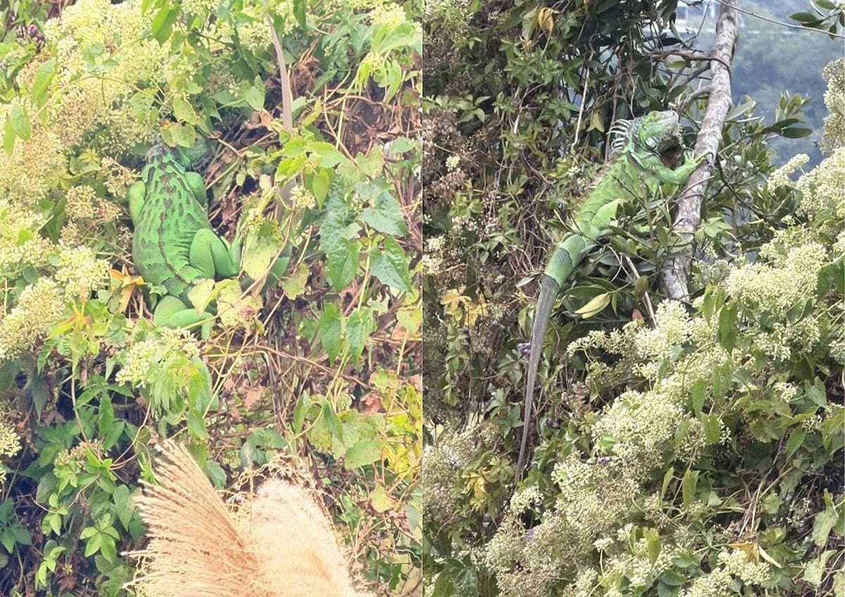 苗栗綠鬣蜥突破防線侵入三灣，今年通報30隻，鄉長急籲守住北台灣防線。 圖：李運光／提供