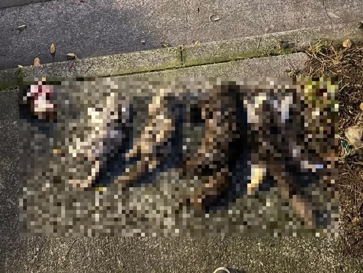新北市運將虐殺7隻貓，二審判決大翻轉，從3年半改判7月定讞。 圖：動保處提供