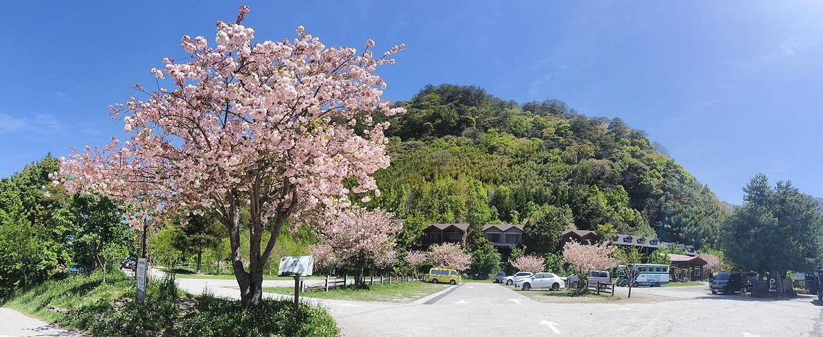 司馬庫斯部落擁有品種多樣的櫻花林。 圖：翻攝自司馬庫斯臉書粉專