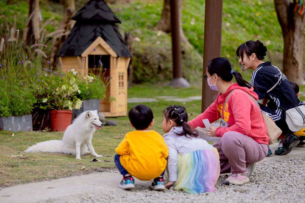 「野森動物學校」開放大小朋友與狐狸近距離互動。 圖：高雄市觀光局/提供