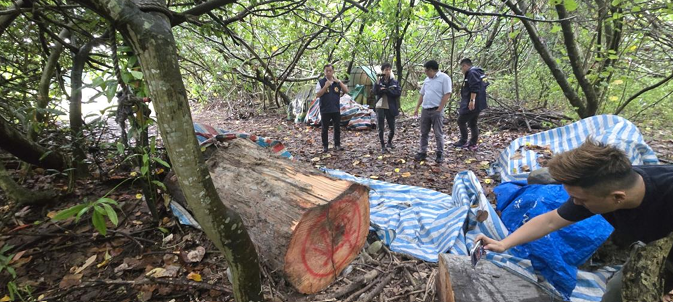 林木全數由林業及自然保育署宜蘭分署取回。 圖：宜蘭地方檢察署/提供