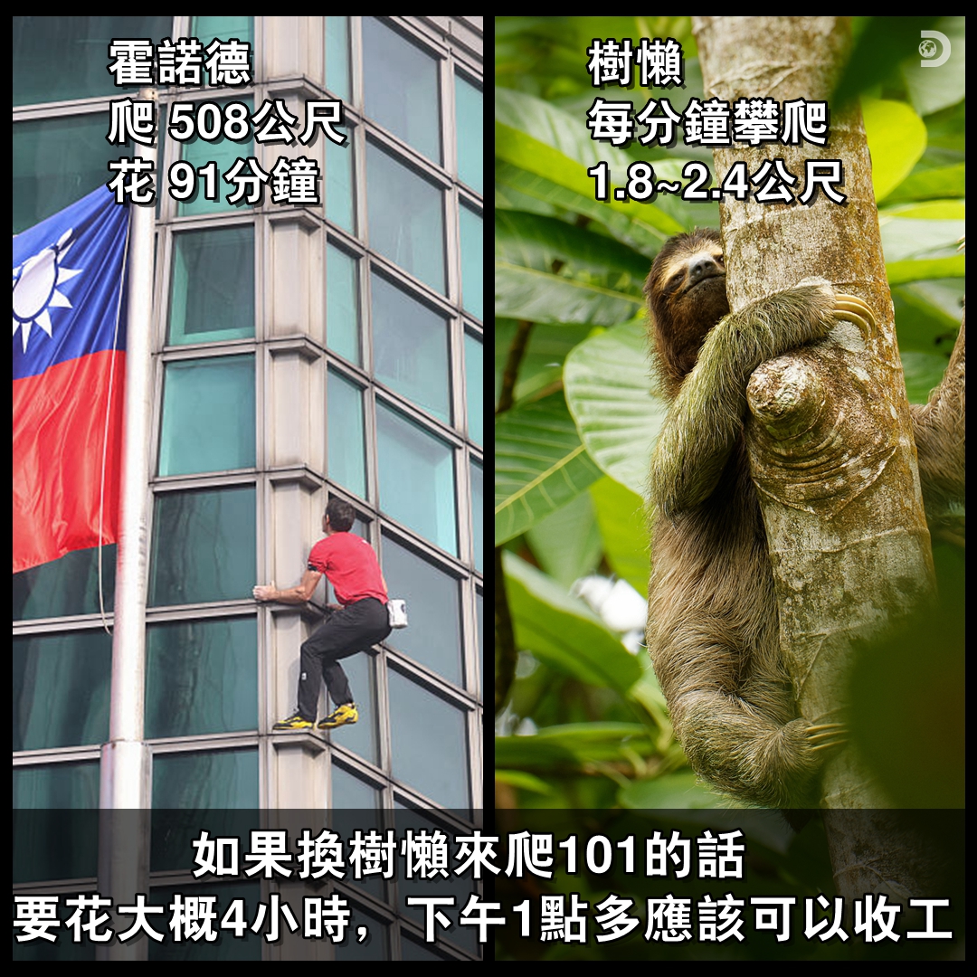 霍諾德508公尺花91分鐘；樹懶每分鐘攀爬1.8到2.4公尺，霍諾德的速度是樹懶得2.6倍，如果讓樹懶來爬，大概需要4個小時，約下午1時可以爬完。 圖：翻攝自Discovery臉書
