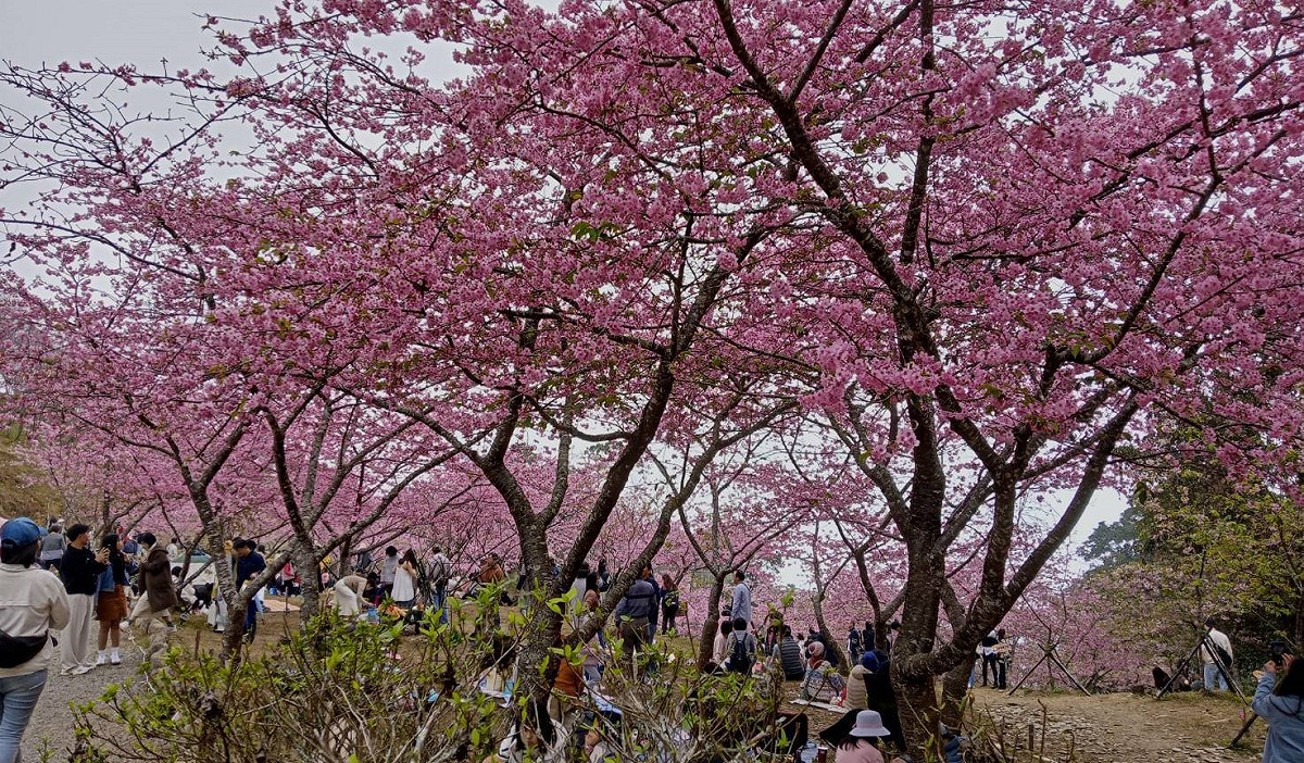 桃源櫻花季活動今年主打河津櫻，園區內並栽植吉野櫻、粉紅佳人及台灣原生種山櫻花等多樣品種。 圖：高雄市桃源區公所/提供