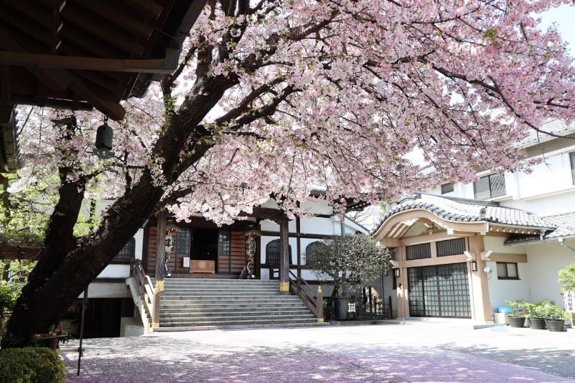 櫻花季節來訪，可享受感通寺境內美不勝收的風景。 圖：感通寺/提供