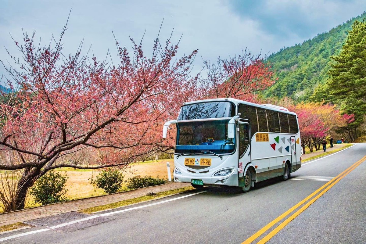 武陵櫻花季登場，中市府推出賞櫻專車結合雙十公車歡迎民眾使用。 圖：台中市政府/提供