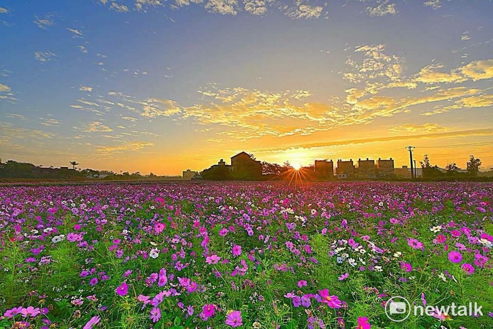 桃園花彩節從2015年就開始舉辦，圖為2016年的楊梅花區的富岡花海。 圖：傑仕堡彭董/提供