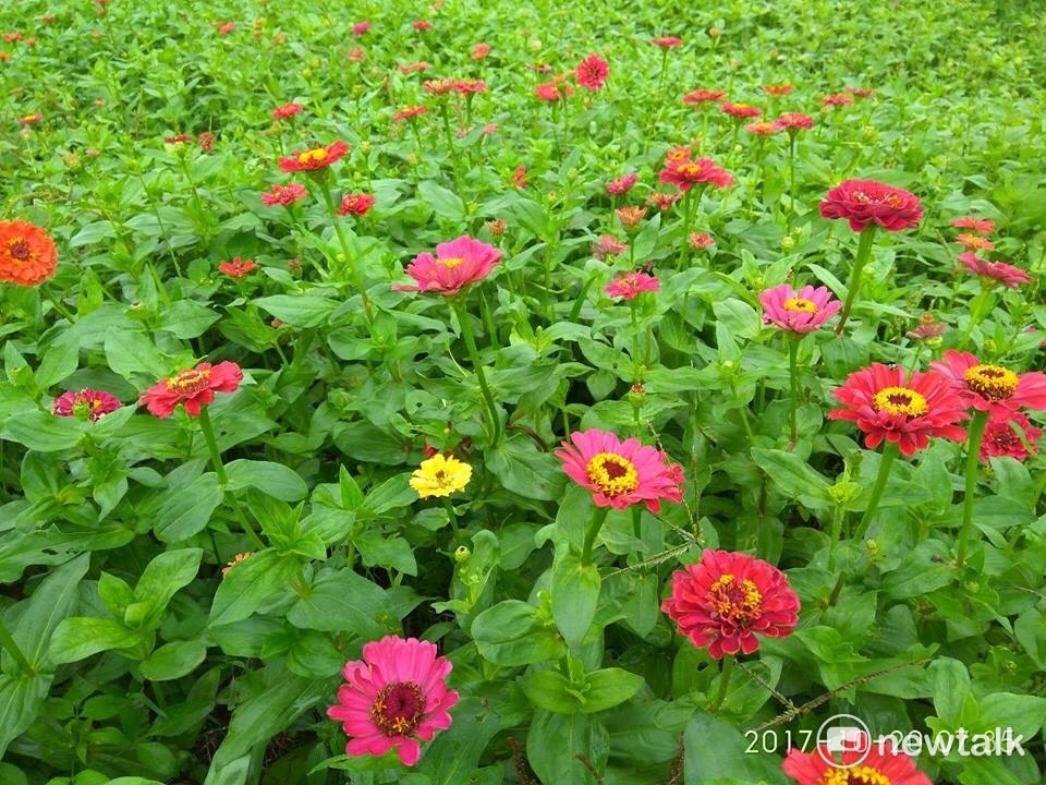 2017桃園花彩節楊梅花區。 圖：桃園市政府農業局/提供