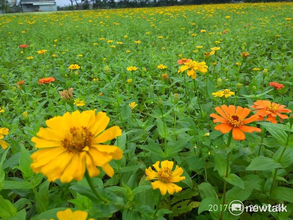 2017桃園花彩節楊梅花區。 圖：桃園市政府農業局/提供