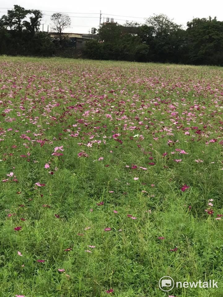 2017桃園花彩節中壢花區波斯菊。 圖：桃園市政府農業局/提供