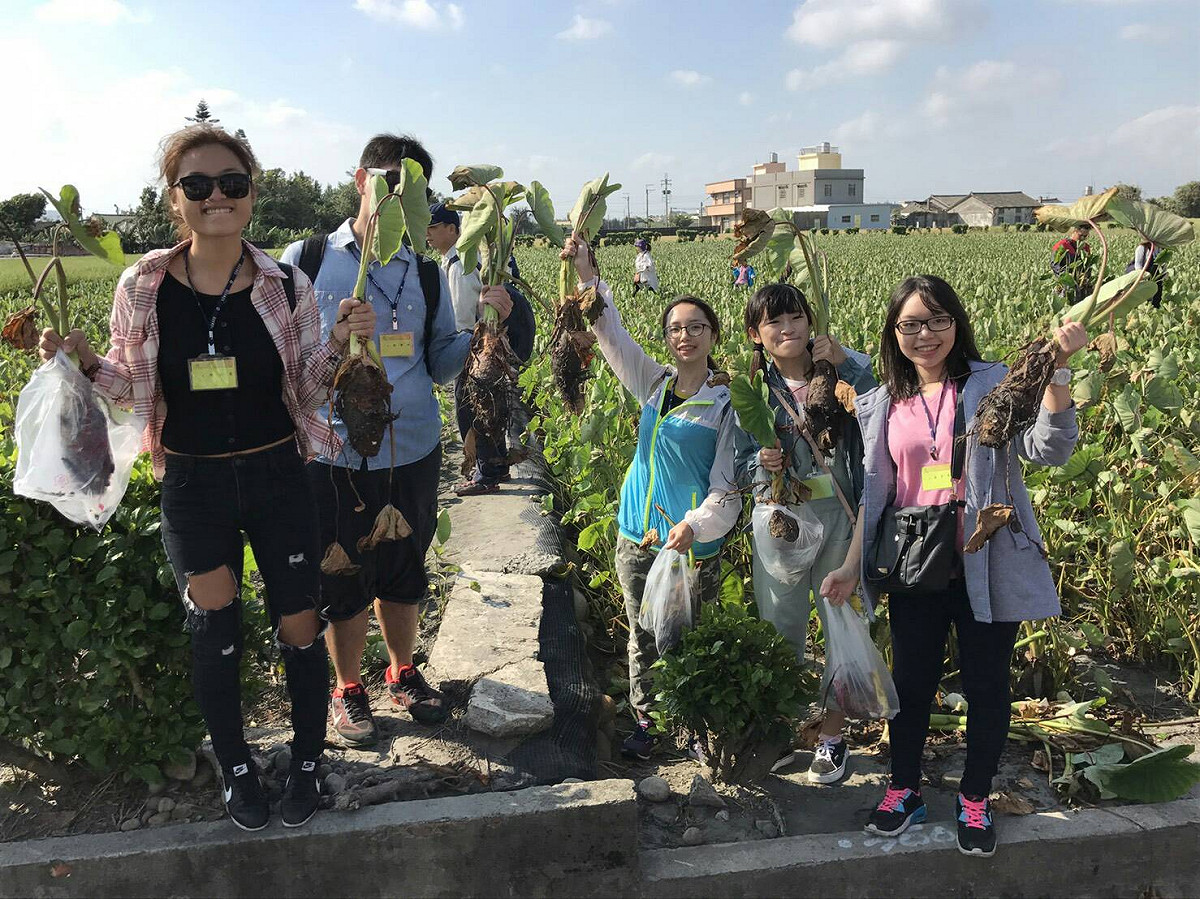 你知道大甲又被稱作「匠師的故鄉」嗎？在這裡不只可以採芋頭，還能手作藺草，在西部最大礫石灘地觀賞夕陽，作為悠閒的休假行程安排。 圖：台中市農業局/提供