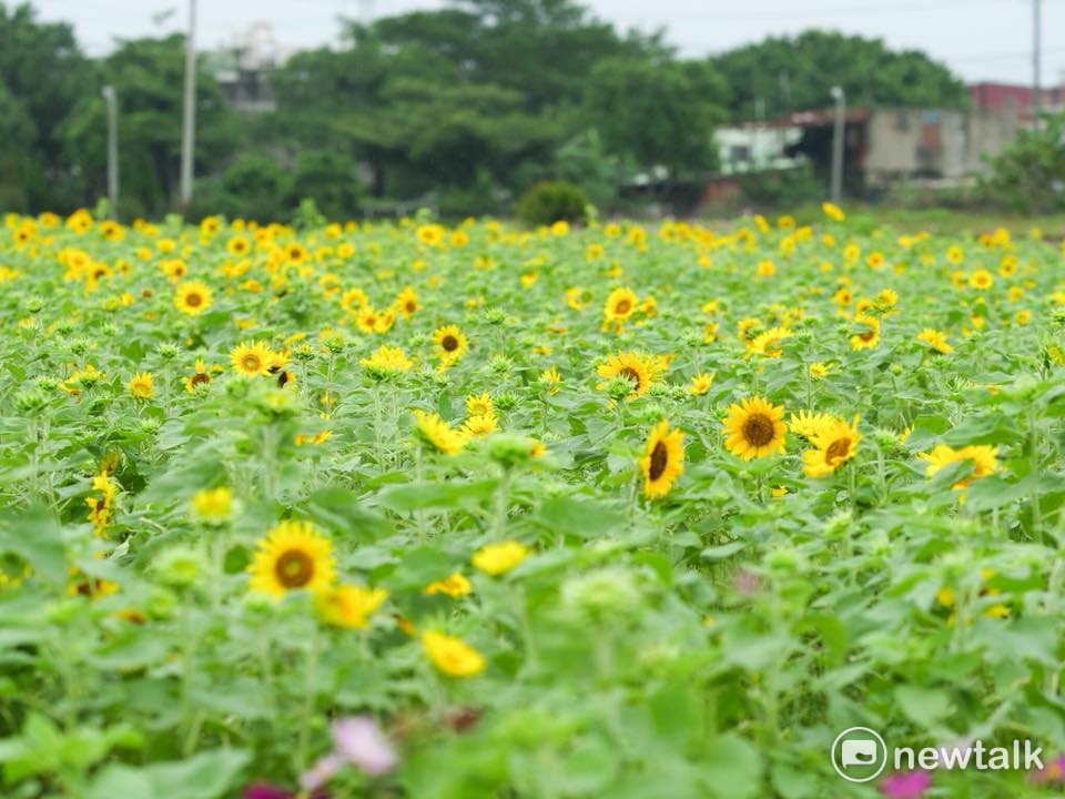 中壢場的主題花是向日葵 圖:桃園市農業局提供