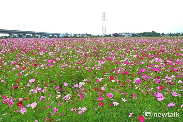 2017桃園花彩節楊梅登場。迎風搖曳的波斯菊，不但嬌嫩可愛，還是最佳的天然綠肥，有助滋養土壤。 圖：桃園市農業局提供