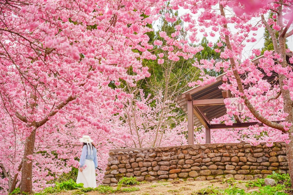 走春注意！初三白天冷氣團減弱氣溫升，中南部溫差恐破15度，初四北東水氣增轉雨。此為中部走春賞櫻亮點：福壽山農場千櫻園及武陵農場櫻花季圖。 圖：交通部觀光署／提供